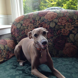 Meet your Posher, Sidney